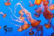 aquarium-of-the-bay-175.jpg